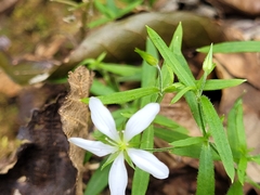 Arenaria lanuginosa