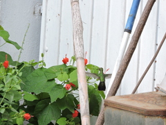 Cynanthus latirostris