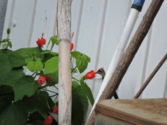 Cynanthus latirostris