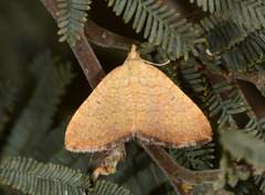 Chrysolarentia correlata