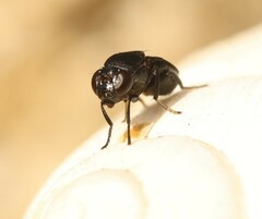 Discomyza