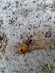 Chauliognathus imperialis