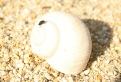 Discomyza
