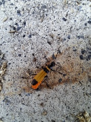 Chauliognathus imperialis