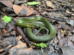 Erythrolamprus epinephalus albiventris