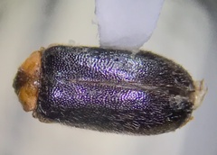 Exneria ruficollis