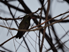 Cynanthus latirostris