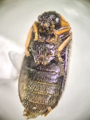 Exneria ruficollis
