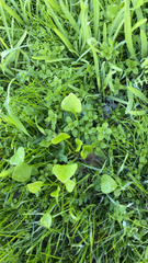 Claytonia perfoliata