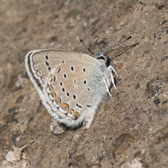 Plebejus idas