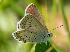 Plebejus idas