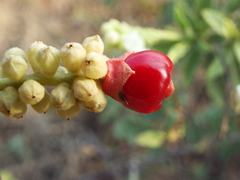 Varronia curassavica