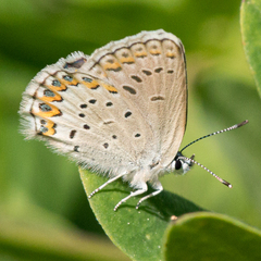 Plebejus idas