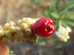 Varronia curassavica