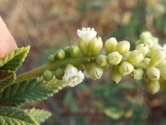 Varronia curassavica