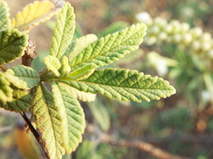 Varronia curassavica