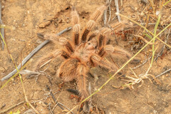 Grammostola rosea