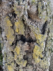 Quercus suber