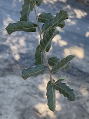 Quercus suber