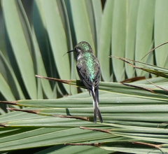 Thaumastura cora