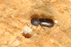 Trypodendron lineatum