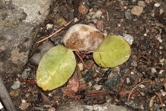 Veronica ritteriana