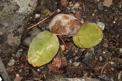 Veronica ritteriana