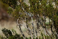 Polioptila