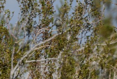 Polioptila