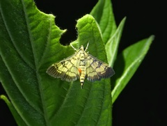 Ategumia matutinalis