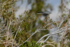 Polioptila
