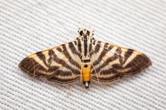 Spilomela discordens