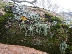 Ramalina farinacea