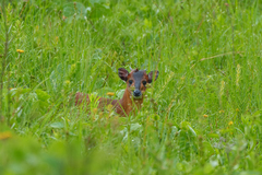 Cephalophorus harveyi