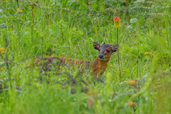 Cephalophorus harveyi