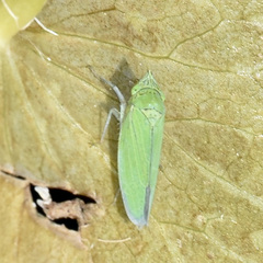 Draeculacephala inscripta