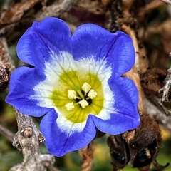Nolana paradoxa