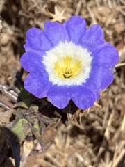 Nolana paradoxa