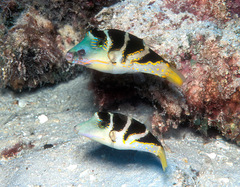 Canthigaster axiologus