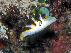 Canthigaster axiologus