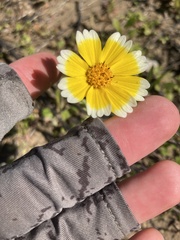 Layia platyglossa