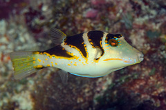 Canthigaster axiologus