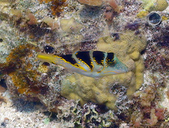 Canthigaster axiologus
