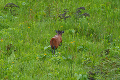 Cephalophorus harveyi