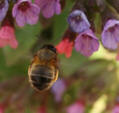 Anthophora plumipes