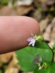 Lobelia longicaulis