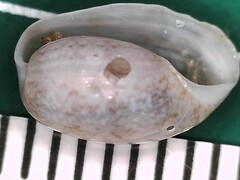 Bulla occidentalis