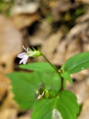 Lobelia longicaulis