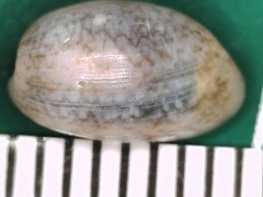 Bulla occidentalis