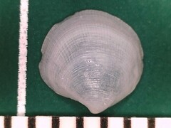 Parvilucina crenella